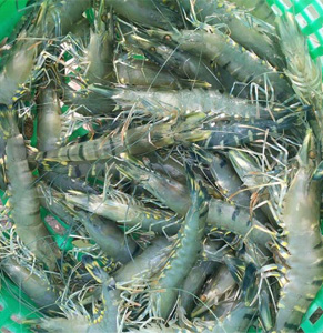 VẤN ĐỀ CƠ BẢN  TRONG KỸ THUẬT NUÔI TÔM SÚ